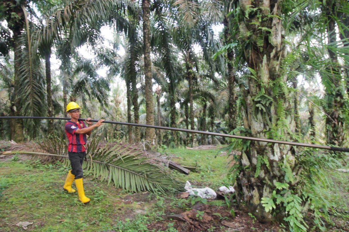 Petani sawit mandiri anggota Asosiasi Cahaya Putra Harapan (ACPH) sejak 2019. ACPH merupakan asosiasi petani sawit swadaya bersertifikasi Roundtable on Sustainable Palm Oil (RSPO) sejak 2018. Foto: Elviza Diana/ Mongabay Indonesia