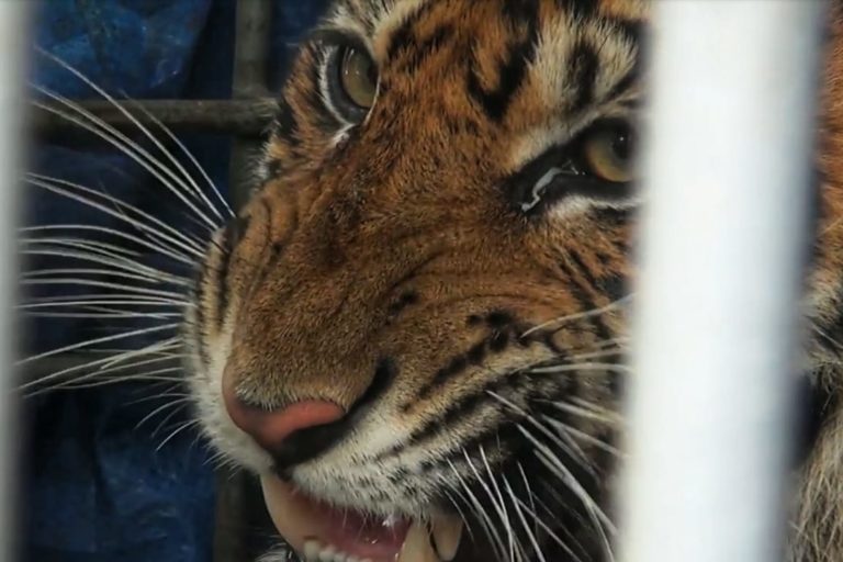 harimau Sumatera yang diselamatkan ketika muncul di sebuah desa kabupaten Tapanuli Selatan Sumatera Utara di dalam kandang sesaat sebelum dikan di kawasan TNGL (Ayat S Karokaro)