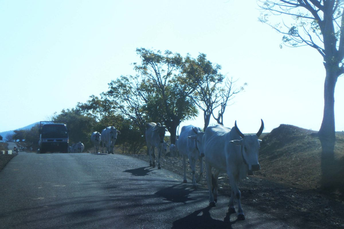 Di Pulau Sumbawa sudah biasa dijumpai sapi yang istirahat di pinggir jalan. Kebiasaan peternak tidak mengandangkan sapi mereka hingga berbaur dengan ternak lain. Foto: Mongabay Indonesia/Fathul Rakhman 