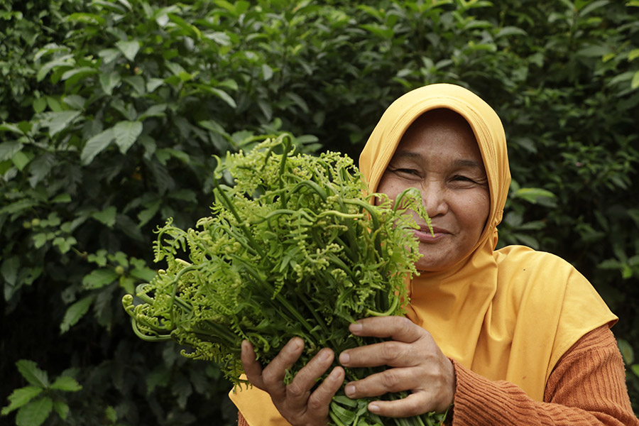 Pakis Sayur, Tumbuhan Hutan yang Enak Dibikin Sayuran - Mongabay.co.id : Mongabay.co.id