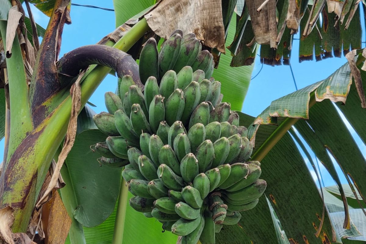 Pisang, merupakan salah satu sumber pangan. Indonesia punya kekayaan beragam jenis pisang. Foto: Sapariah Saturi/ Mongabay Indonesia