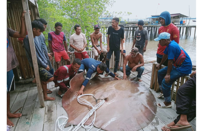 Pari raksasa yang tak sengaja tertangkap jaring nelayan sungai. Pari sudah mati ketika ditemukan. Foto: BPSPL Padang