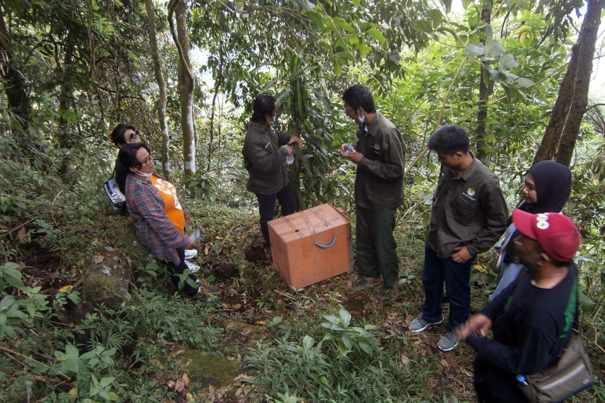 Petugas dan relawan mau melepasliar landak di TN Gunung Merapi. Foto: Nuswantoro/ Mongabay Indonesia