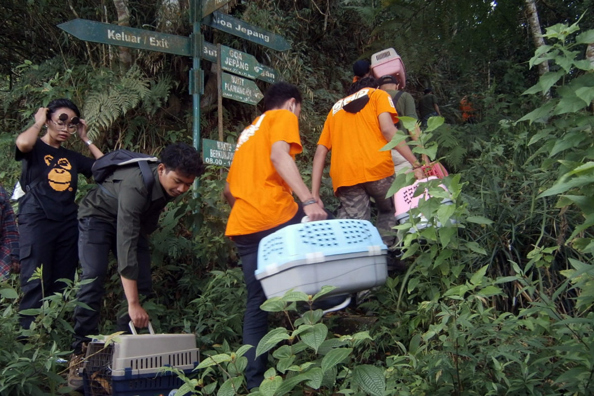 Pelepasliaran landak Jawa di Bukit Plawangan. Foto: Nuswantoro/ Mongabay Indonesia