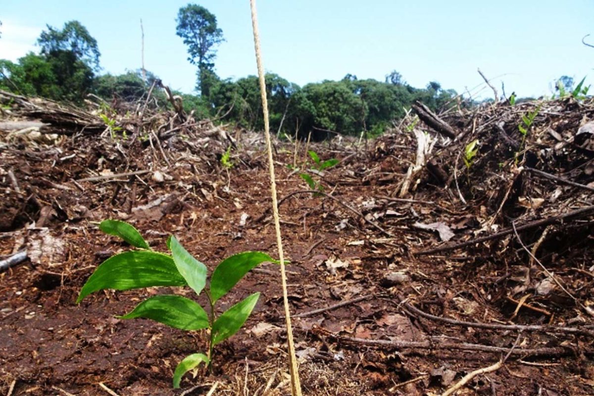 Tanaman akasia baru ini terlihat di lahan oembukaan baru oleh PT Sekato Pratama Makmur.. Foto: Eys on The Forest