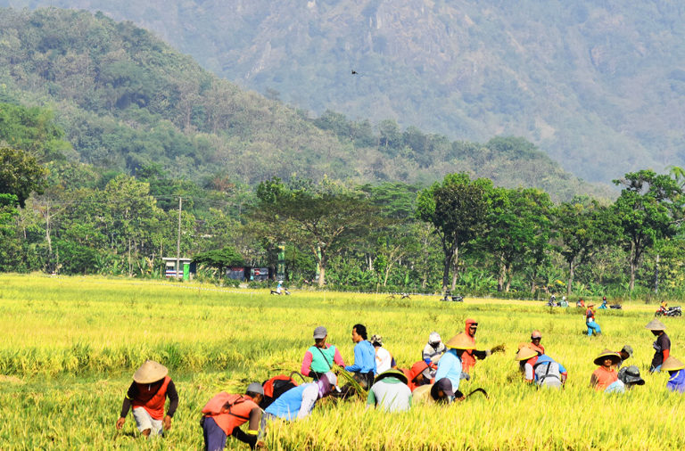 Lahan pertanian begini subur di Wonogiri, akan jadi area pertambangan emas? Foto: A. Asnawi/ Mongabay Indonesia