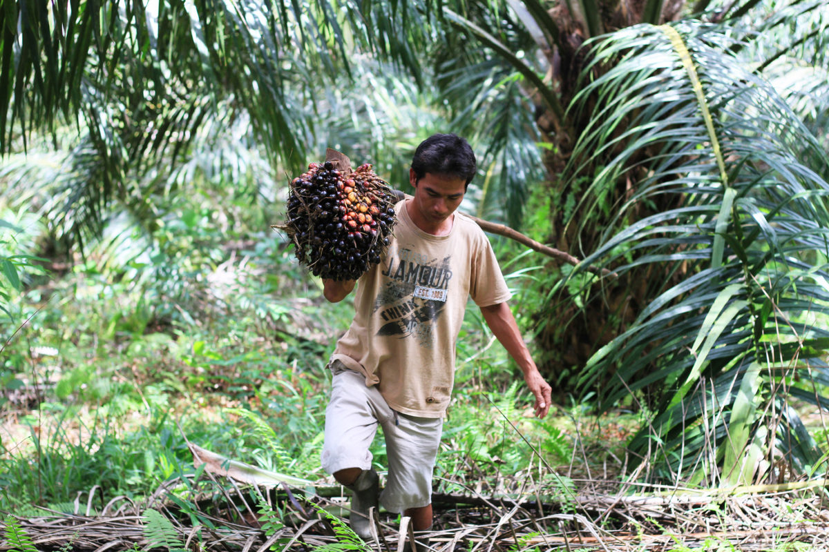 Petani mandiri Desa Mondi, panen sawit. Foto: Siti Salbiyah/ Mongabay Indonesia