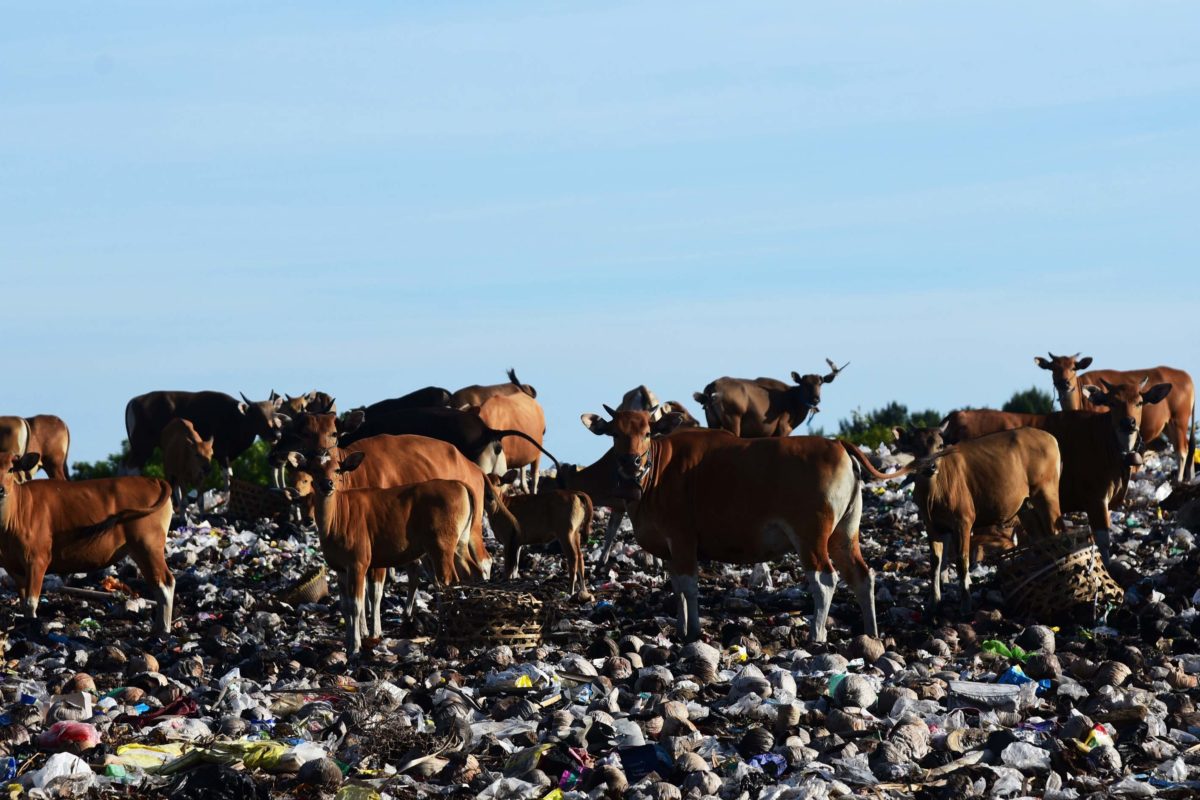Puluhan sapi mencari makan di tempat pembuangan akhir sampah (TPA) di Gili (Pulau) Trawangan, Kabupaten Lombok Utara. Sapi yang dilepasliarkan menyebabkan penularan PMK lebih cepat terjadi. Foto: Mongabay Indonesia/Fathul Rakhman