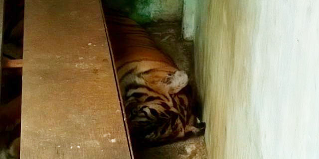 Harimau liar yang ditangkap dari habitatnya di dekat TNGL, Langkat, malah titip di Medan Zoo. Foto: Ayat S Karokaro/ Mongabay Indonesia