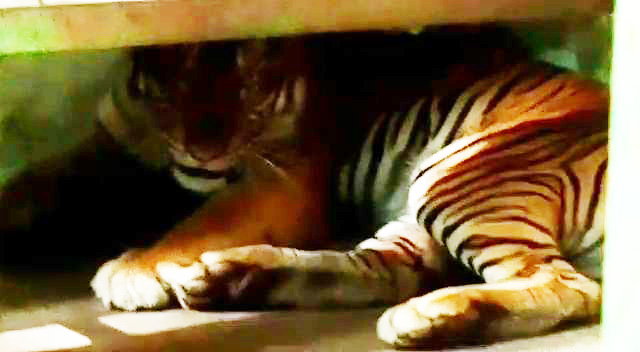 Harimau yang masuk kandang jebak dari Langkat, malah titip di Medan Zoo. Foto: Ayat S Karokaro/ Mongabay Indonesia
