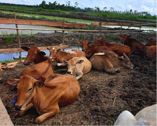 Ilustrasi sapi yang diternakkan secara lepas tanpa kandang. Foto: Taufik Wijaya/Mongabay Indonesia