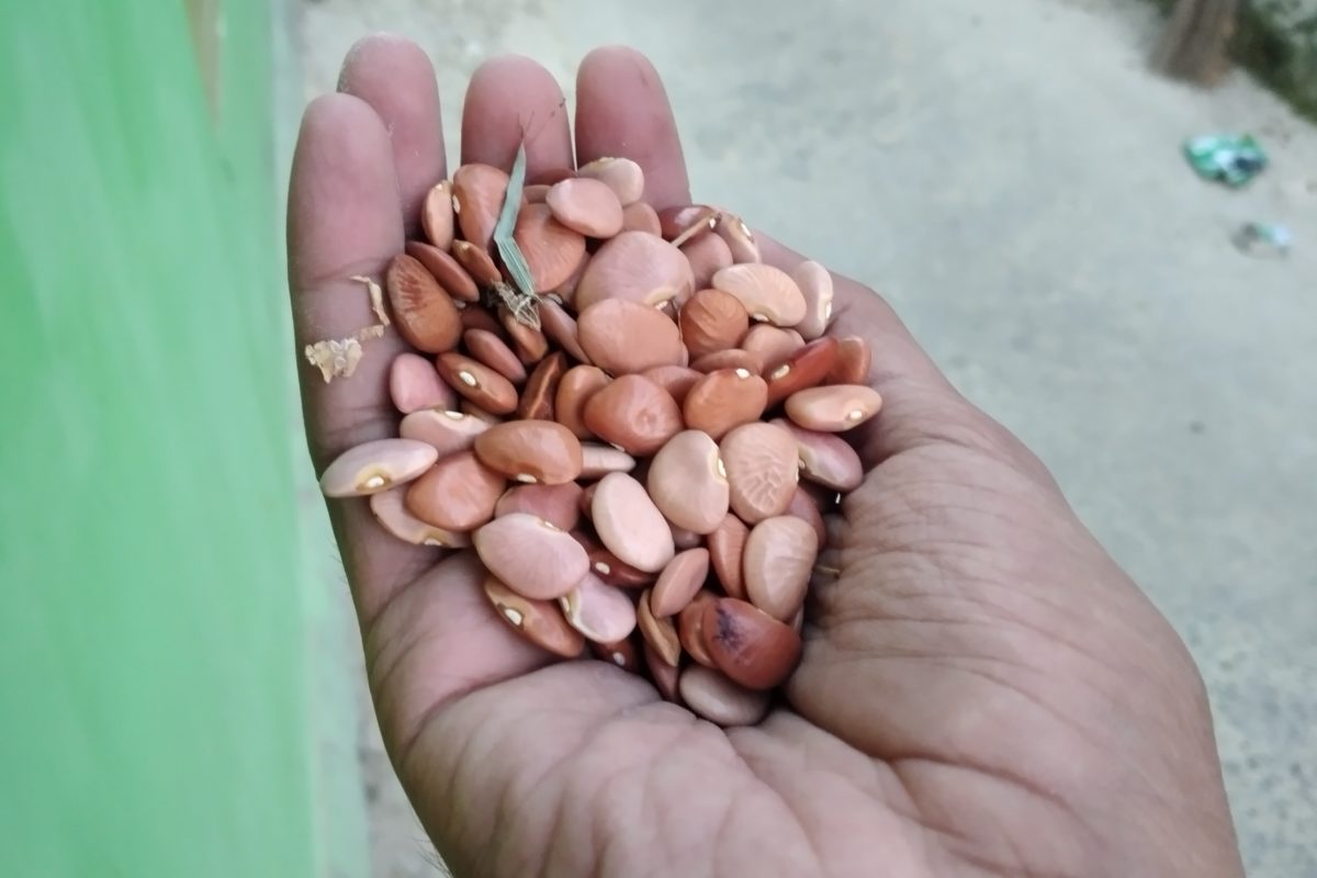 Kratok, sejenis kacang yang jadi bahan pangan di Pulau Gili Raja, Sumenep, Madura/. Foto: Moh Tamimi/ Mongabay Indonesia
