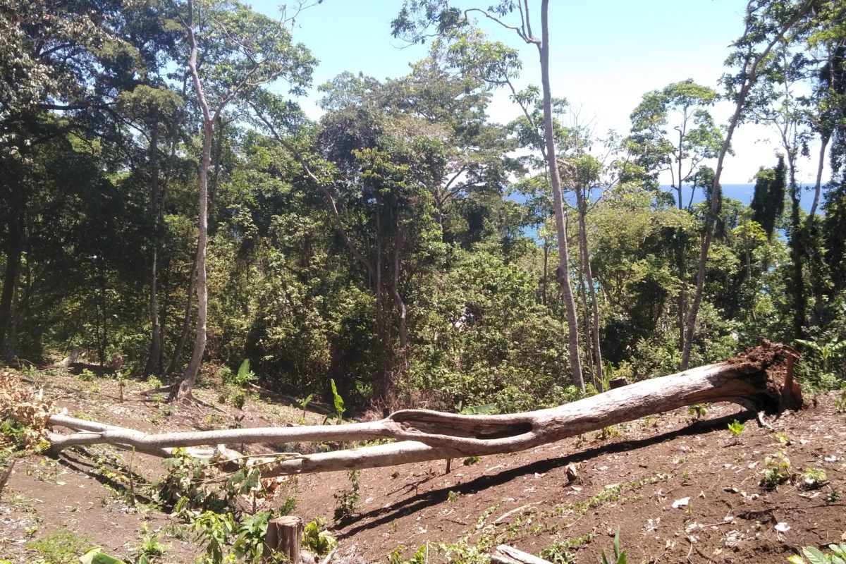 Terjadi pembalakan liar di kawasan hutan lindung Sendiki, Tambakrejo, Sumbermanjing Wetan, Kabupaten Malang. (Mongabay/ Eko Widianto).
