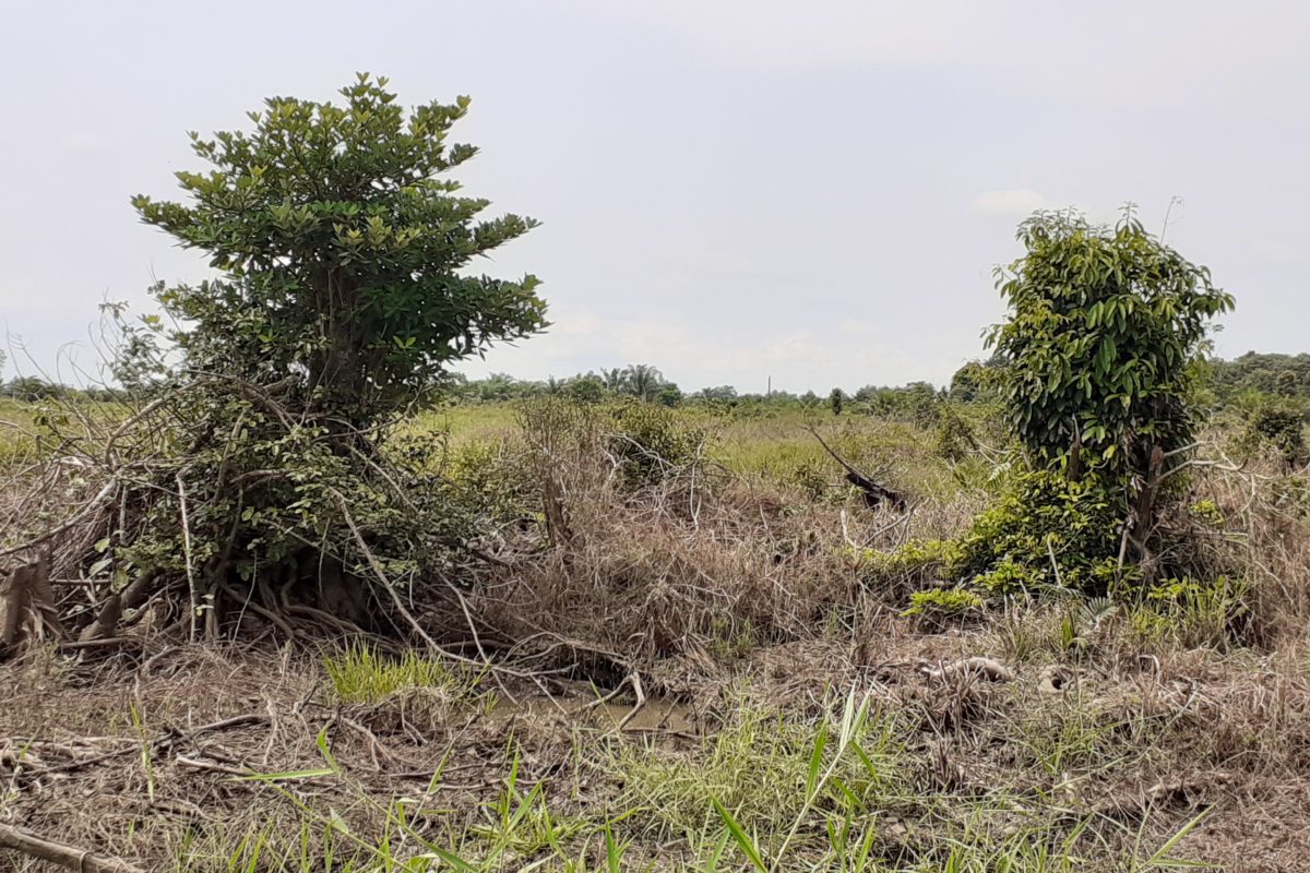 Tanaman sawit tak terurur di konsesi perusahaan di Riau. Foto: Suryadi/ Mongabay Indonesia