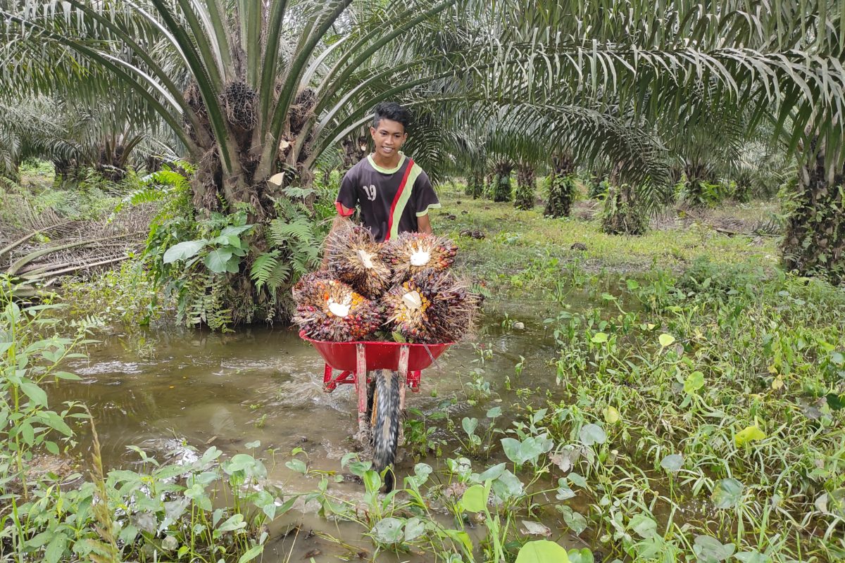 Pekerja sawit PT Pasangkayu. Foto: Sarjan Lahay/ Mongabay Indonesia