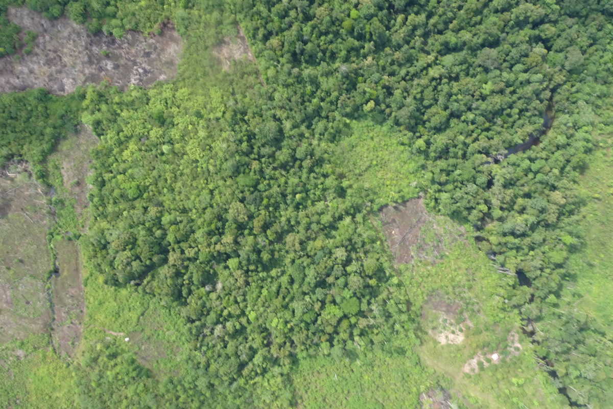 Kebun sawit PT KLS yang masuk kawasan konservasi di Sulawesi Tengah. Foto: Yayasan Komiu