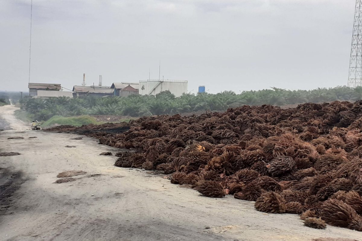 Tumpukan cangkang sawit dekat pabrik perusahaan Duta Palma Grup di Indragiri Hulu paska penyegelan Kejaksaan Agung. Foto Suryadi.jpg