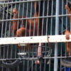Orangutan yang jadi korban perburuan, perdagangan ilegal sampai berkonflik dengan manusia. Foto: Ayat S Karokaro/ Mongabay Indonesia