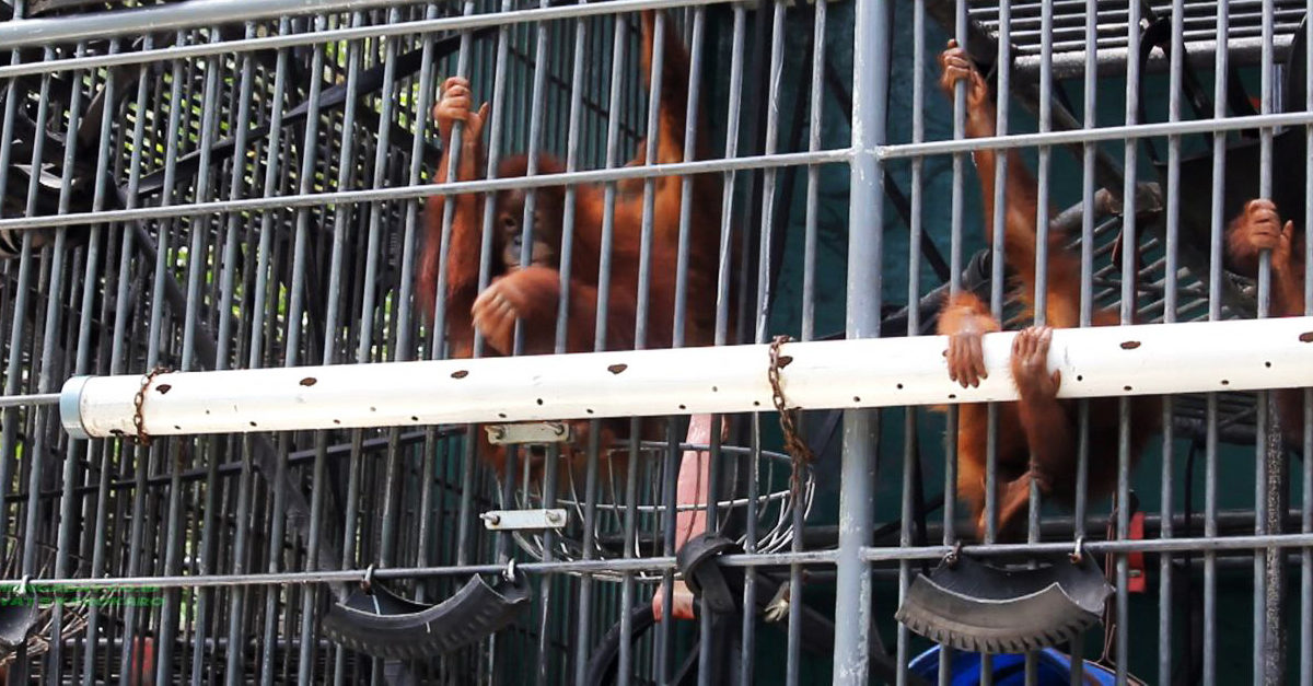 Orangutan yang jadi korban perburuan, perdagangan ilegal sampai berkonflik dengan manusia. Foto: Ayat S Karokaro/ Mongabay Indonesia