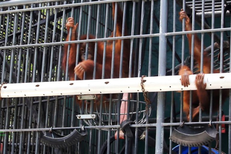 Orangutan yang jadi korban perburuan, perdagangan ilegal sampai berkonflik dengan manusia. Foto: Ayat S Karokaro/ Mongabay Indonesia