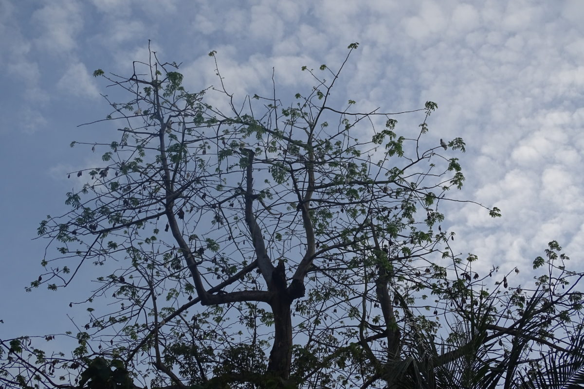 Pohon central, pohon randu yang jadi tempat nongkrong kakatua kecil jambul kuning sebelum pulang ke sarang masing-masing. Foto: M Tamimi/ Mongabay Indonesia