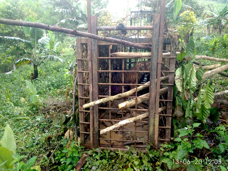 Putri Singgulung dan saudaranya, Putra Singgulung, dievakuasi karena berkonflik dengan manusia di Nagari Gantuang Ciri, Kecamatan Kubung, Kabupaten Solok, Sumbar sekitar dua tahun lalu. Usianya waktu itu diperkirakan delapan bulan atau masih anak-anak. Foto: Vinolia/ Mongabay Indonesia