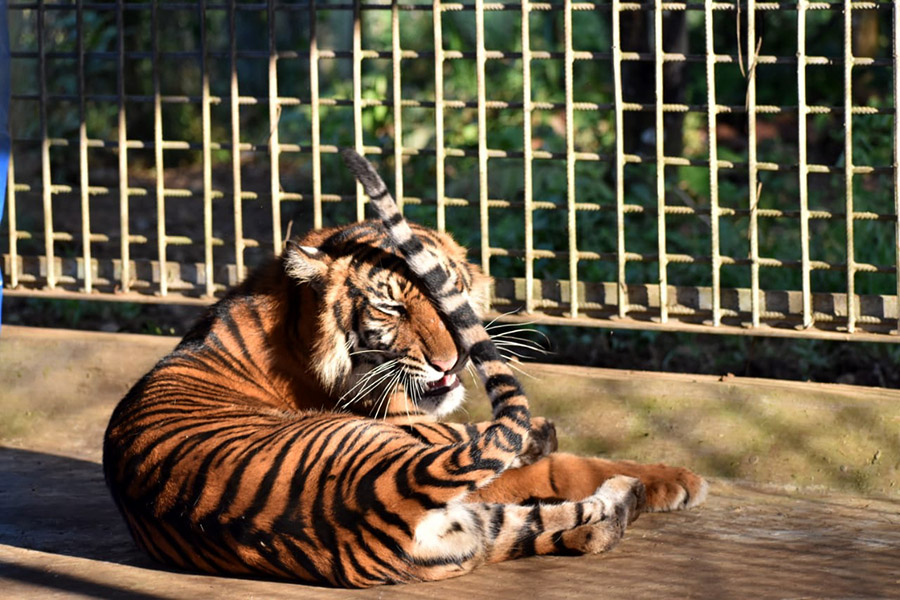 Putri Singgulung saat berada di kandang perawatan di Pusat Rehabilitasi Harimau Sumatera Dharmasraya [PR-HSD]. Ia menjalani perawatan sebelum dilepasliarkan. Foto: Dok. PR-HSD/