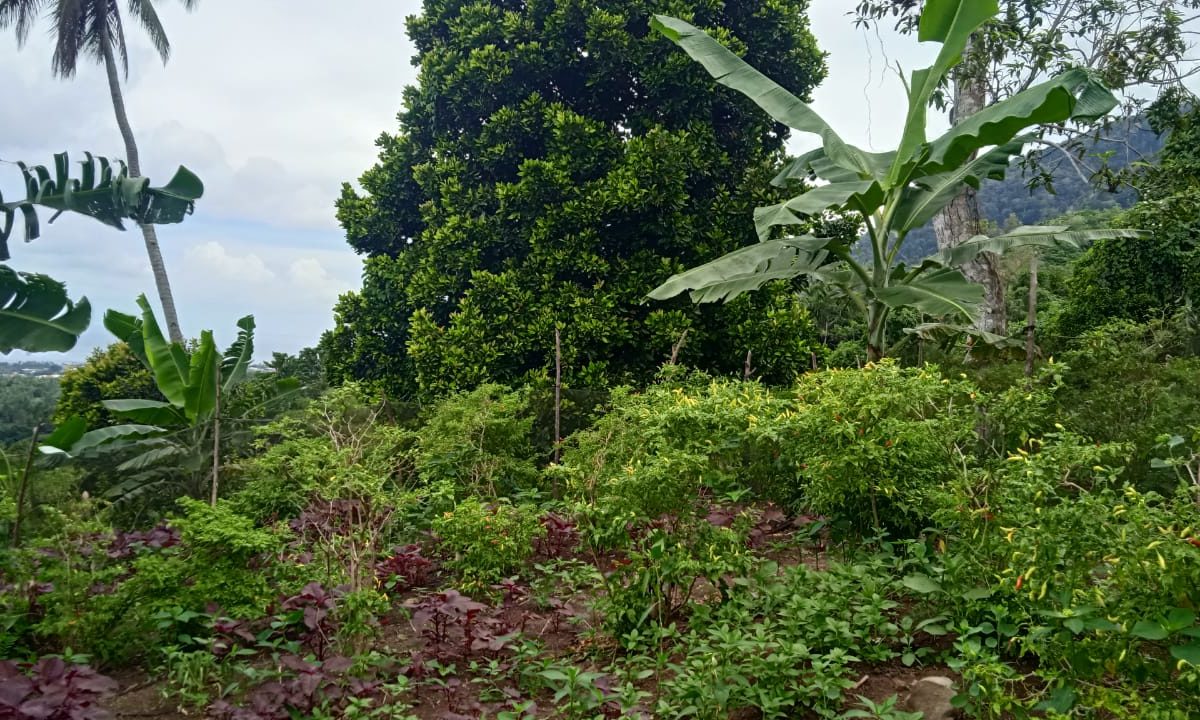 Tanaman beragam sayur mayur dan bumu jadi selingan di antara pala dan cengkih serta tanaman keras lain di Kalaodi. Foto: Mahmud Ichi/ Mongabay Indonesia