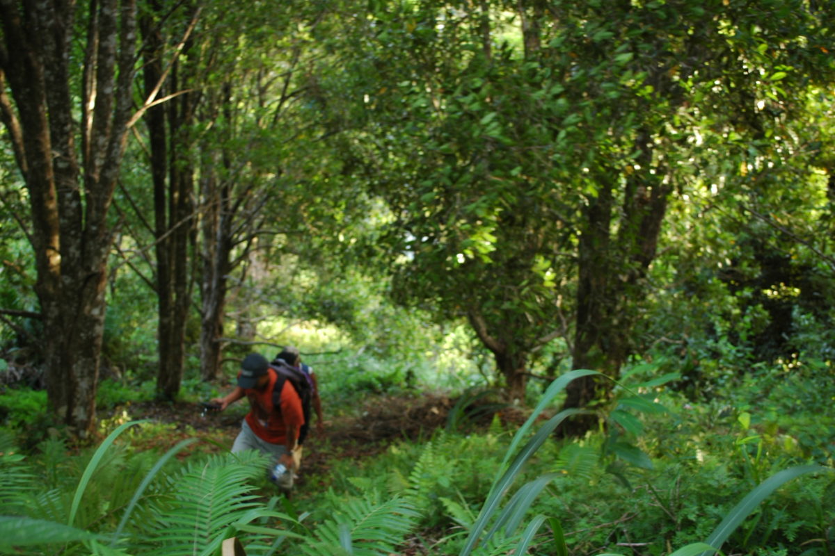 Kebun cengkih pemuda Kalaodi. Foto: Walhi Malut/ Mongabay Indonesia