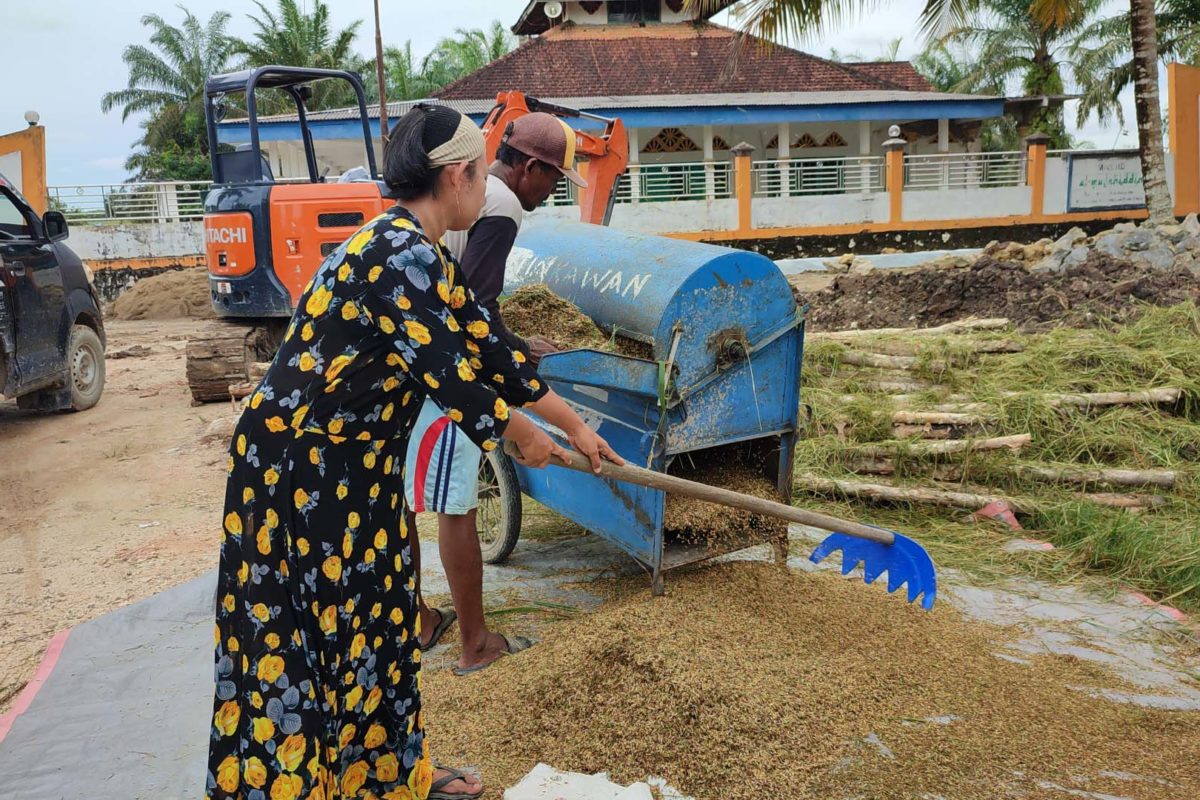 Petani perempuan Sebakung sedang merapikan gabah hasil panennya. Foto: Andallah Naem/ Mongabay Indonesia