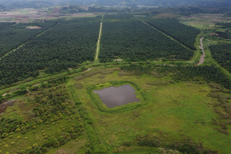 Kolam Air yang dibuat perusahaan PT. Sawit Jaya Abadi 2 menggunakan alat berat, agar terkesan Danau Toju masih ada. Foto: Sarjan Lahay/Mongabay Indonesia