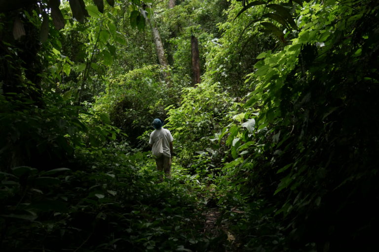 Bullah Hutasuhut yang menceritakan, belakangan ini orangutan Tapanuli makin sering keluar masuk peladangan atau kebun warga. Foto: Tonggo Simangunsong