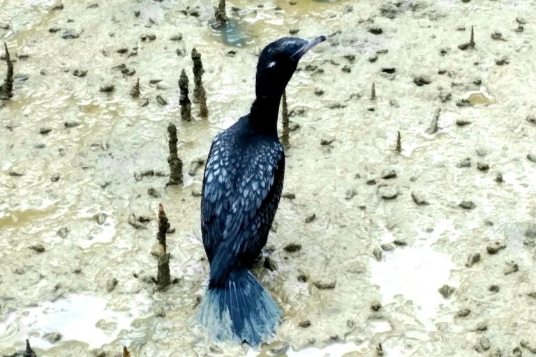 Salah satu burung yang bergantung hidup dari hutan mangrove. Foto: M Tamimi/ Mongabay Indonesia 