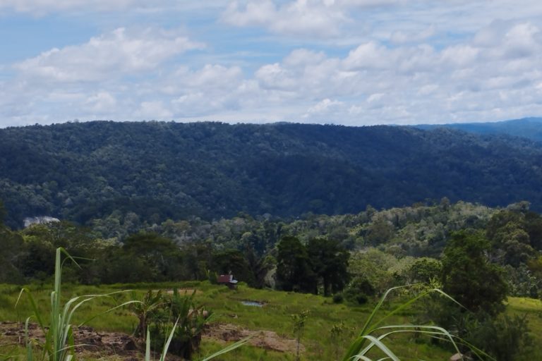 Pemandangan dari Dusun Paske, hutan yang juga jadi area proyek PLTA. Foto: Tonggo Simangunsong 