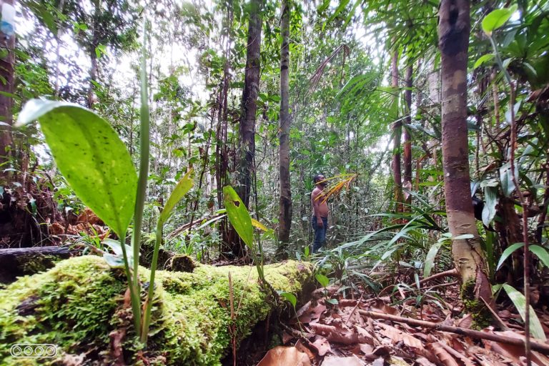 Hutan Bariat, bisa hilang kalau perusahaan sawit jadi beroperasi. Foto: Tantowi Djauhari/ Mongabay Indonesia