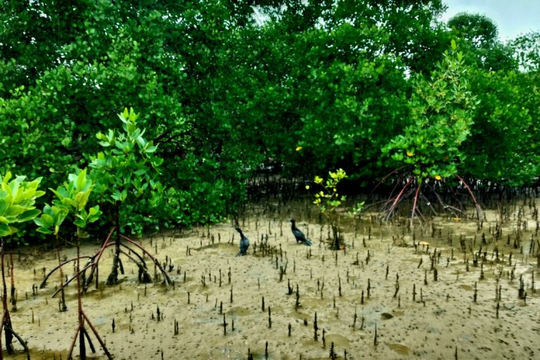 Kondisi mangrove di Sampang. Foto: M Tamimi/ Mongabay Indonesia