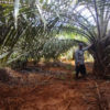 Kebun petani sawit di Langgikima. Foto: Riza Salman
