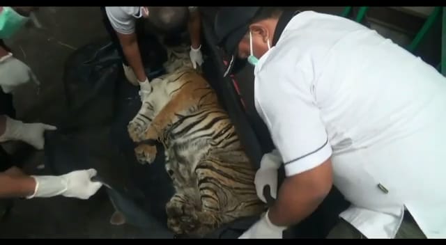 Harimau Sumatera dari Leuser dievakuasi. Foto: Ayat S Karokaro/ Mongabay Indonesia 