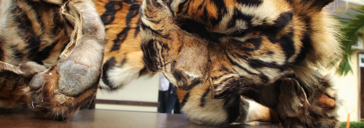Ketika banyak harimau keluar dari kawasan hutan, konflik dengan manusia pun berpotensi muncul dan bisa berakhir dengan pembunuhan harimau. Foto: Ayat S Karokaro/ Mongabay Indonesia