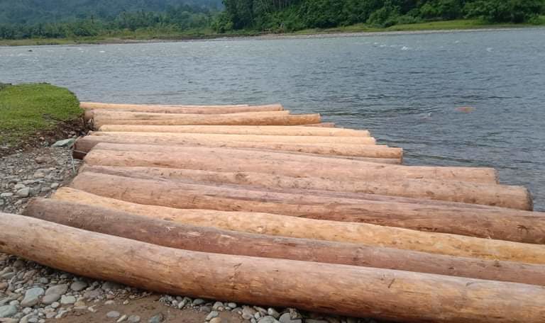 Kayu-kayu gelondongan hasil ilegal logging di hutan Sako, Tapan. Foto: Vinolia/ Mongabay Indonesia