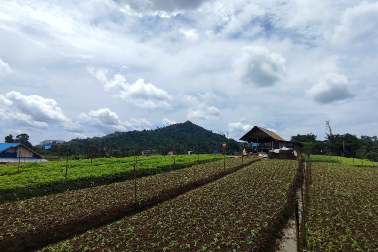 Hamparan pertanian warga Desa Sumber Sari, di Kutai Kartanegara. Foto: Abdallah Naem/ Mongabay Indonesia