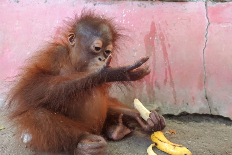 Orangutan yang disita Mei 2022 di Gorontalo. Foto: Sarjan Lahay/ Mongabay Indonesia 