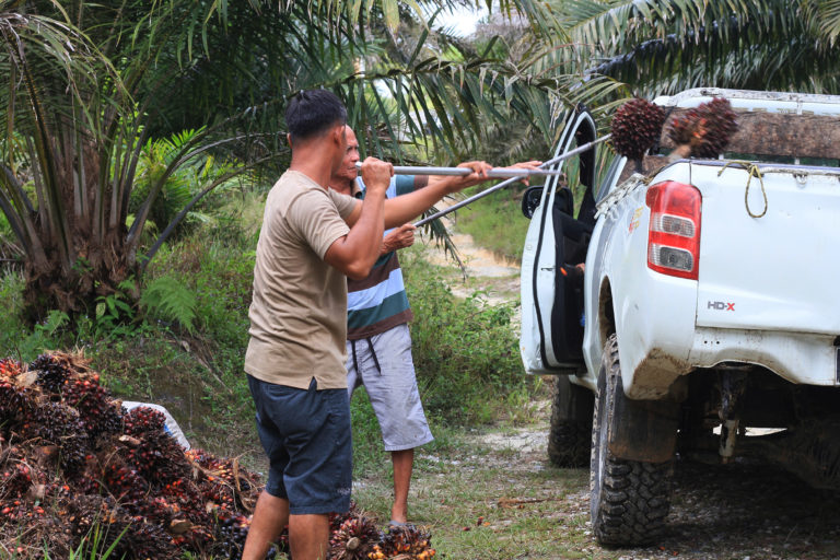 Mobil pick up untuk angkut TBS sawit petani mandiri di Landak. Foto: Siti Salbiyah/ Pontianak Post