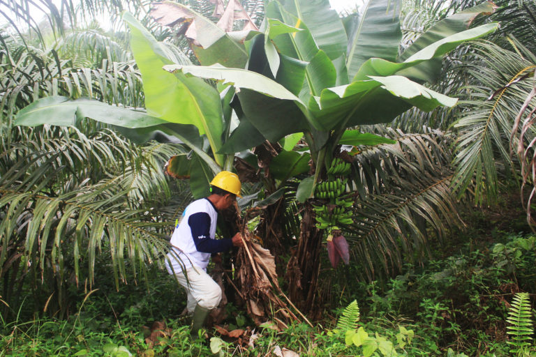 Petani mandiri yang ikut program PSR mulai panen sawit. Mereka juga tanam sawit di sela pisang. Foto: Siti Salbiyah/ Pontianak Post