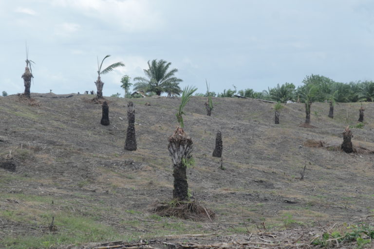 Tanaman sawit yang sengaja dimatikan masyarakat pemilik lahan. Masyarakat berencana akan mengganti tanaman sawit dengan tanaman menguntungkan lainnya. Foto/Zulkifli Mangkau.