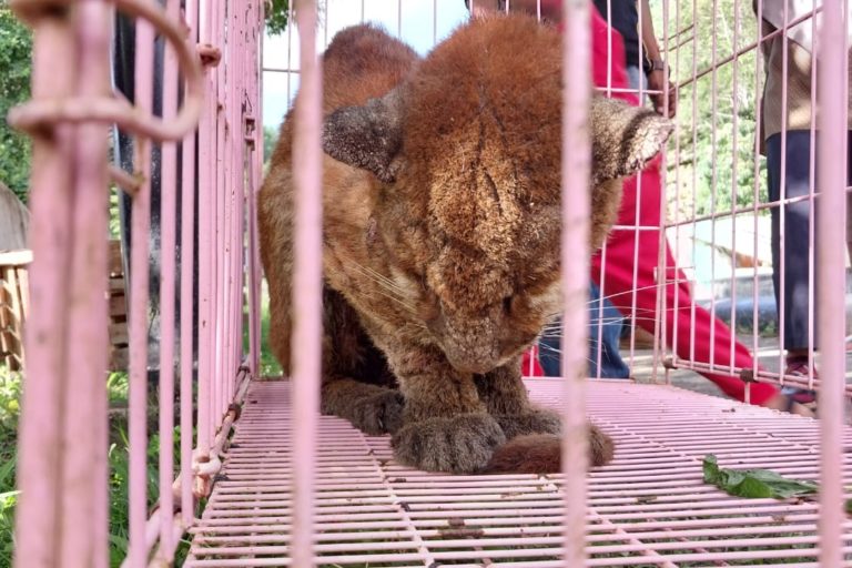 Kucing hutan yang dievakuasi, tak lama mati. Foto: Vinolia/ Mongabay Indonesia 