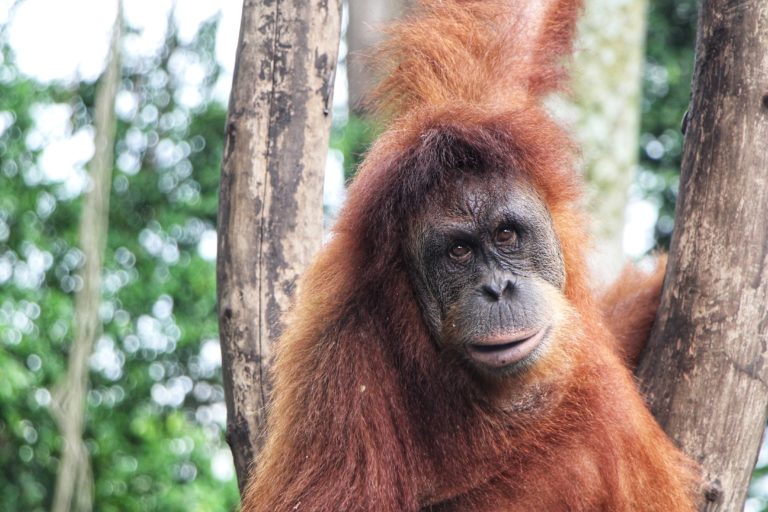 Orangutan terus jadi target perburuan. Adanya, orangutan masuk ke kebun warga, makin memudahkan kerja para pemburu mendapatkan orangutan Sumatera. Foto: Ayat S Karokaro/ Mongabay Indonesia