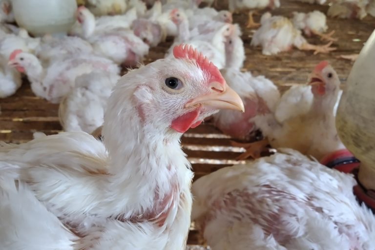 Ayam pedaging. Pelihara ayam kalau banyak pakai obat-obatan termasuk antibiotik dan pemelihafraan tidak dengan kandang yang baik akan bahayakan keamanan dan kesehatan manusia. Foto: Moh Tamimi/ Mongabay Indonesia