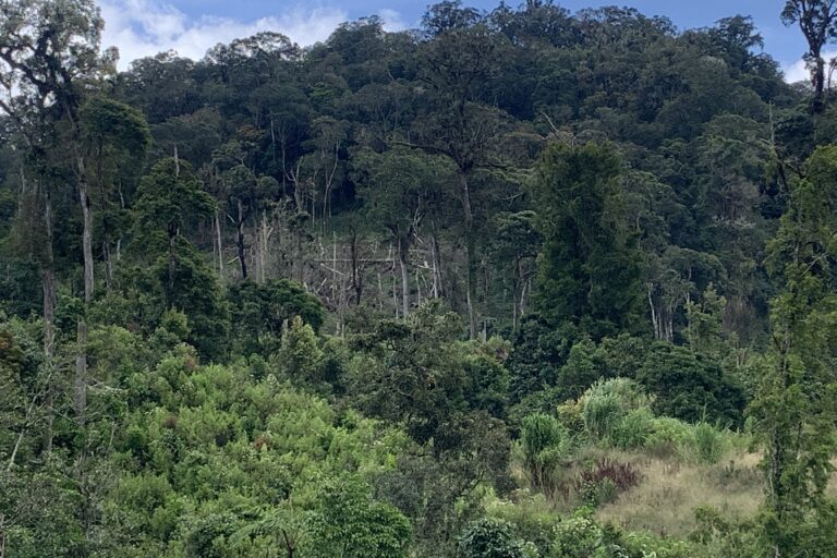 Perambahan kawasan hutan yang terjadi di Taman Nasional Kerinci Seblat. Foto: Teguh Supriyanto/ Mongabay Indonesia