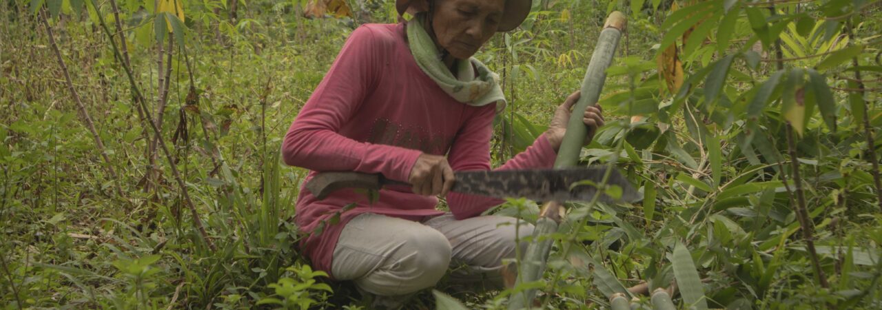 Seorang ibu memotong bambu di hutan Saibi untuk memasak sagu